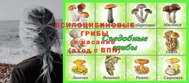 Галлюциногенные грибы Psilocybe  Торопец 